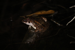 Fejervarya limnocharis