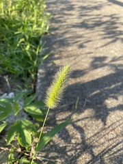 Setaria viridis