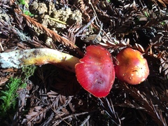 Hygrocybe marchii