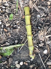 Phyllostachys