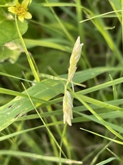 Bouteloua dactyloides