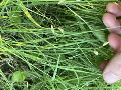 Bouteloua dactyloides