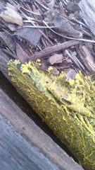 Fuligo septica
