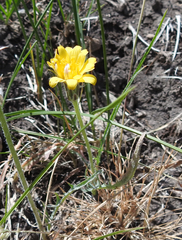Agoseris parviflora