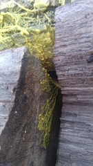 Fuligo septica