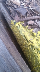 Fuligo septica