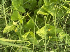 Calyptocarpus vialis