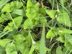 Calyptocarpus vialis