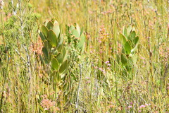 Protea speciosa