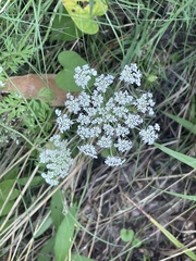 Daucus carota