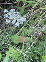 Daucus carota
