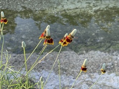 Ratibida columnifera