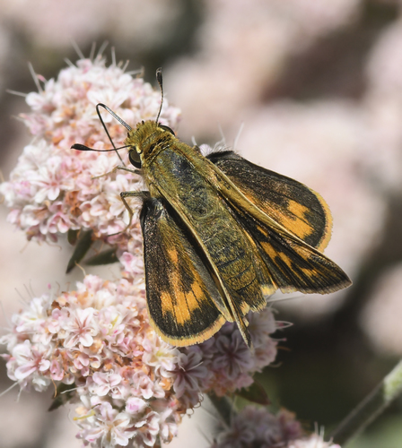 photo of Fiery Skipper (Hylephila phyleus)