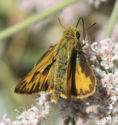 photo of Fiery Skipper (Hylephila phyleus)