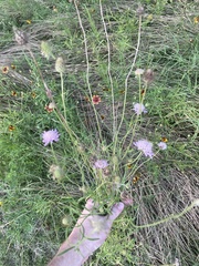 Sixalix atropurpurea