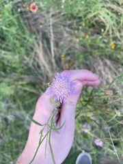 Sixalix atropurpurea