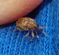 Lignyodes horridulus