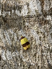 Heterallactis microchrysa