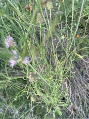 Sixalix atropurpurea