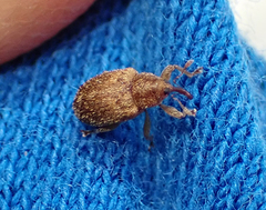 Lignyodes horridulus