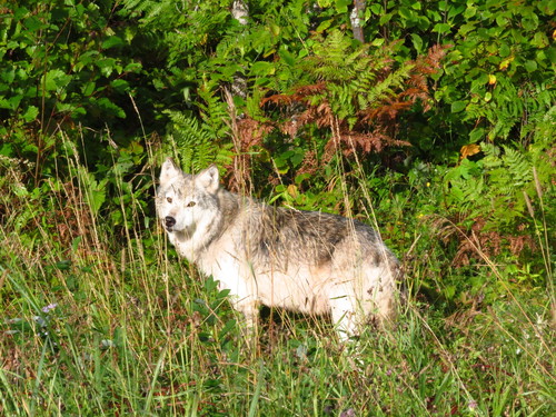 Gray Wolf photographed in Minnesota