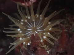 Epiactis prolifera