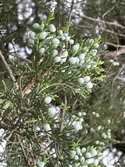 Juniperus virginiana