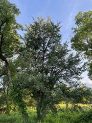 Juniperus virginiana