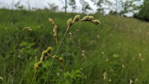 Carex brevior iNat (3)
