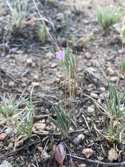 Phemeranthus confertiflorus