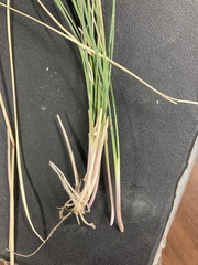 Poa fendleriana