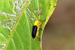 Glenea astathiformis