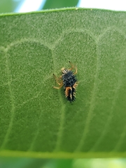 Harmonia axyridis