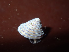 Calliostoma tricolor image
