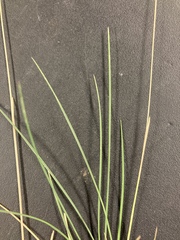 Poa fendleriana