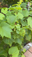 Vitis riparia