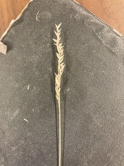 Poa fendleriana