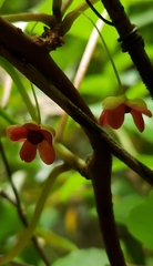 Schisandra glabra