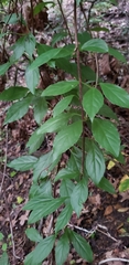 Schisandra glabra