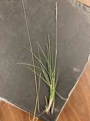 Poa fendleriana