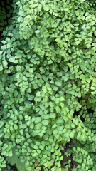 Adiantum shastense