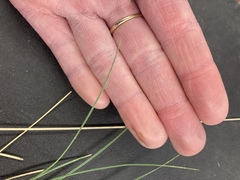 Poa fendleriana