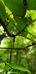 Schisandra glabra