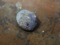 Calliostoma ligatum