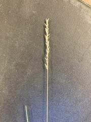 Poa fendleriana