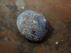 Calliostoma ligatum