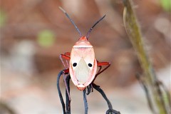 Probergrothius nigricornis