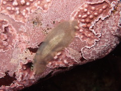 Pseudoceros canadensis