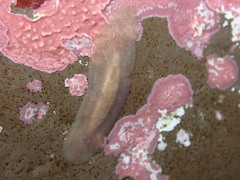 Pseudoceros canadensis