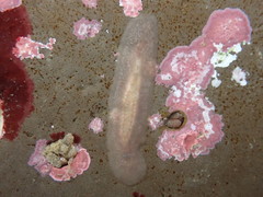 Pseudoceros canadensis